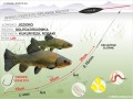 zestaw_335_1.jpg