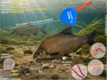 Cralusso Zestaw 111 - spławik Shark - Rzeka -Leszcz, Krąp 3g