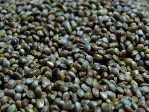 WWW.LESZCZ.PL Konopie ziarno 400g
