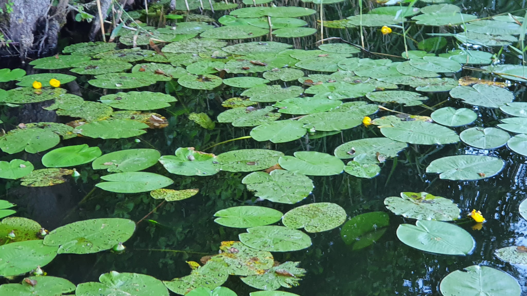 Zestaw do odległościówki na lina