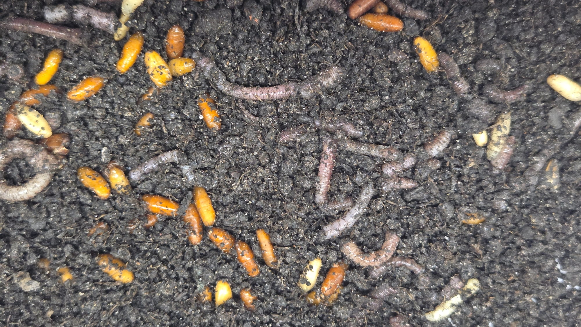 Muliste dno i żerujące leszcze